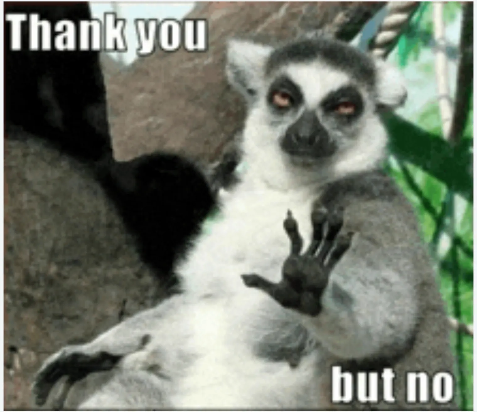 A lemur holding up a paw: thank you, but no